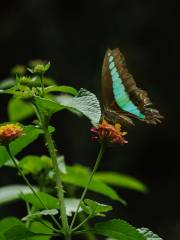 Butterfly Valley