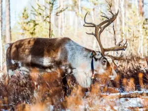 Top 10 Fall Viewing Attractions in Mohe