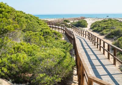 Elche