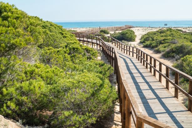 elche