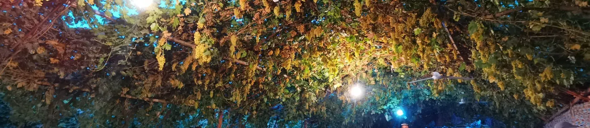 Paysages d’automne