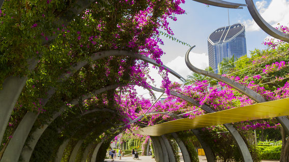 Brisbane Botanic Gardens Mt Coot-tha