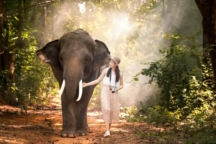 Hotels in der Nähe von Elephant Nature Park