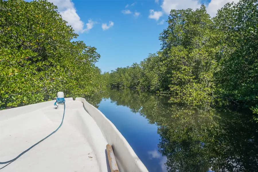 Mangrove Forest Nusa Lembongan