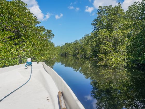 Mangrove Forest Nusa Lembongan