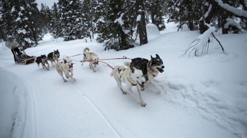 Dog Sledding Park