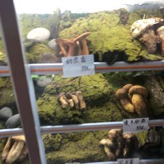 MUSHROOMS HOT POT 여행 사진