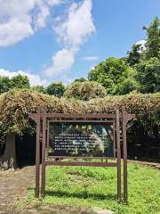 Millennium Fairy Vine Garden