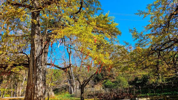 Longmen Field Ancient Ginkgo