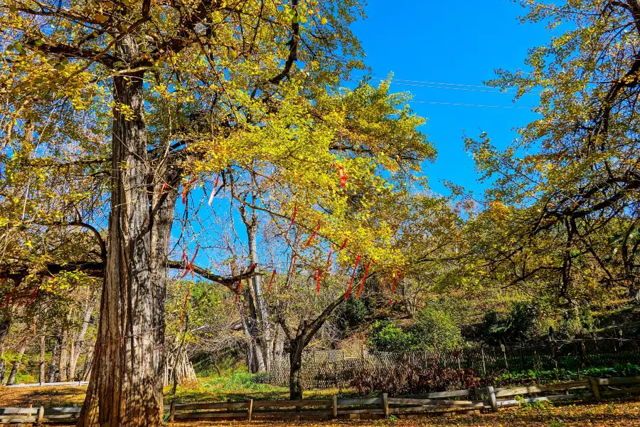 Longmen Field Ancient Ginkgo