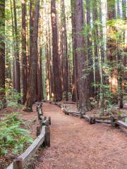 Armstrong Redwoods State Natural Reserve