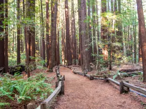 Armstrong Redwood State Reserve