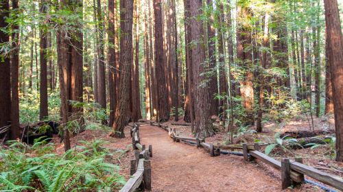 Armstrong Redwood State Reserve