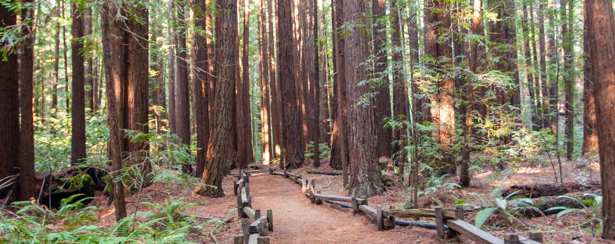 Armstrong Redwoods State Natural Reserve