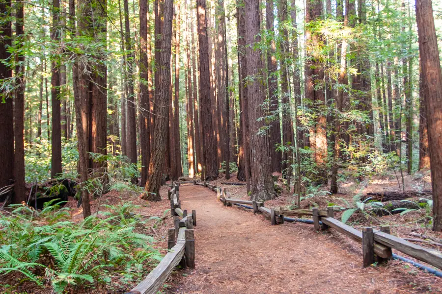 Armstrong Redwoods State Natural Reserve