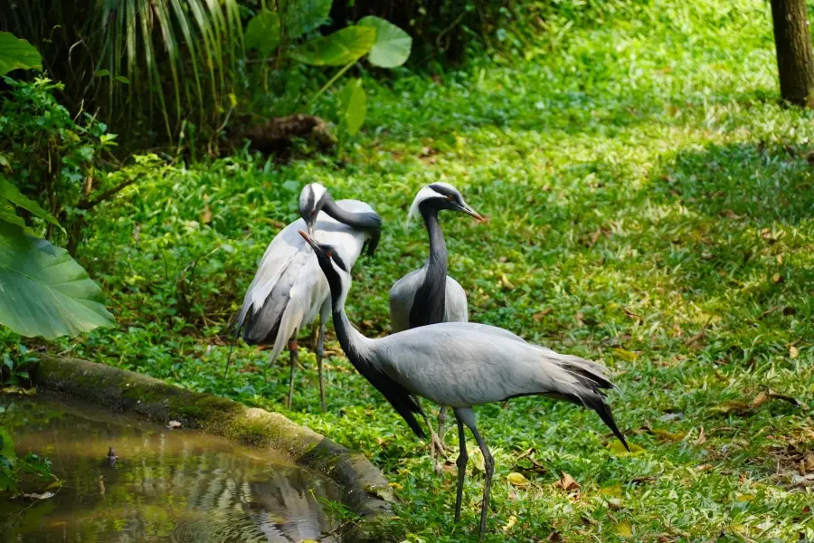 Safari Park Shenzhen Rare Birds Street