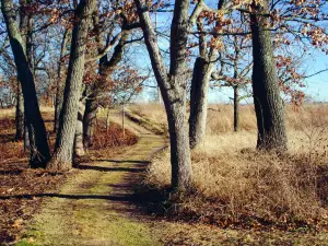 Avon Heath Country Park