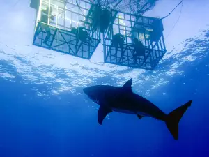 Shark Diving Cape Town