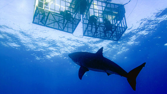 Shark Diving Cape Town