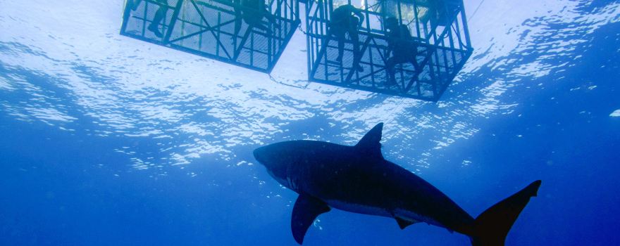 Shark Diving Cape Town