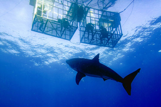 Shark Diving Cape Town