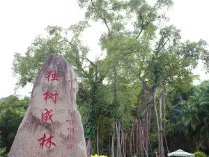 One Tree Forest