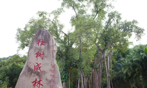 One Tree Forest