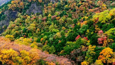 Zhuque National Forest Park attraction in Xi'an