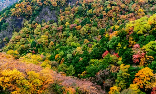 Zhuque National Forest Park