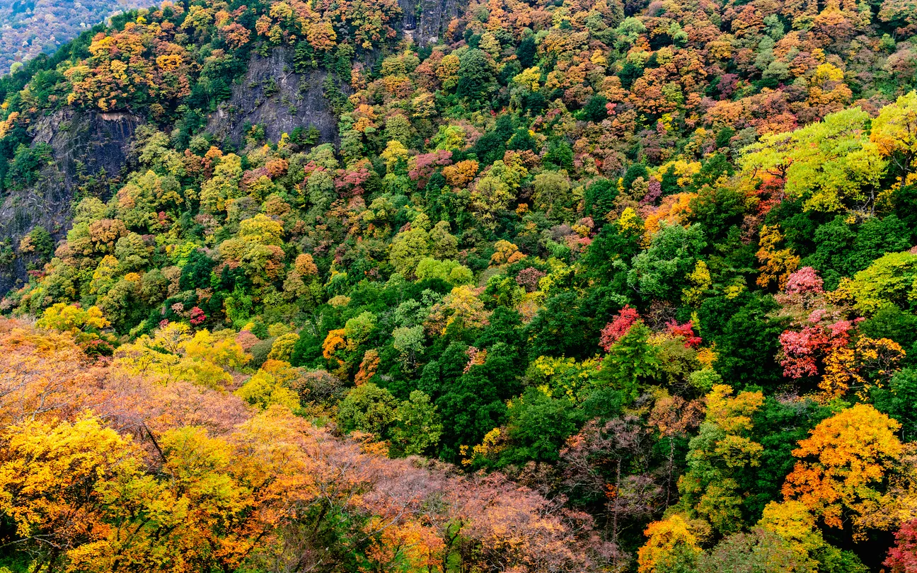 3_朱雀國家森林公園