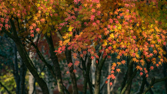 Fall Foliage Sightseeing in Linyi