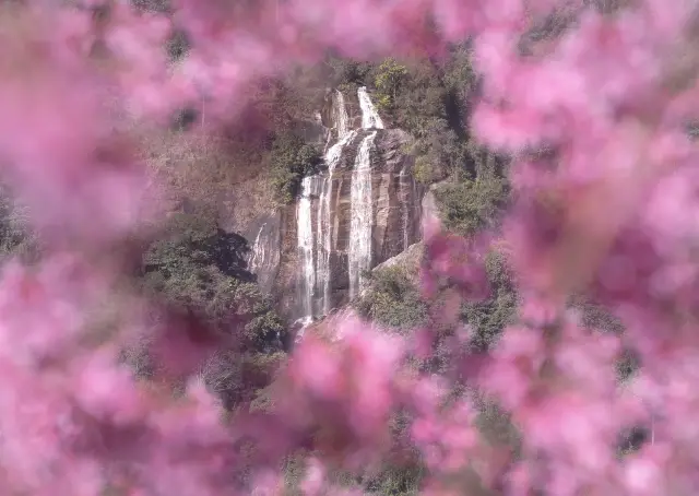 Chiang Mai Cherry Blossom Appreciation