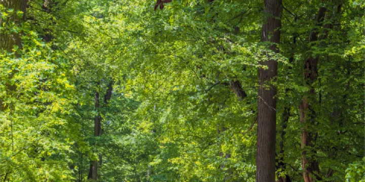 克魯姆洛夫城堡花園