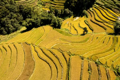 Yuanyang Hani Terrace
