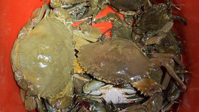 Wanning · Whale Tide Hunting Base