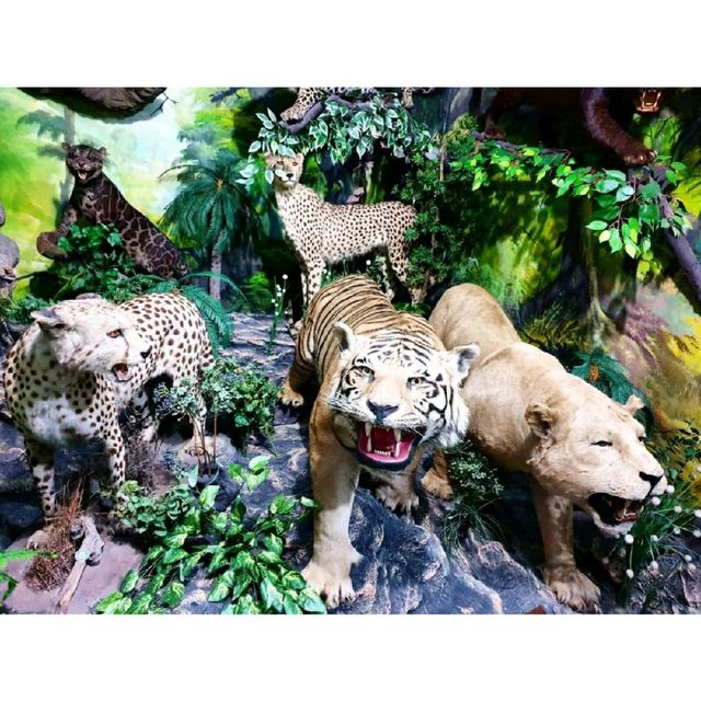 Rahmat Wildlife Museum
