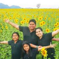 ทุ่งทานตะวัน​บานอลังการ