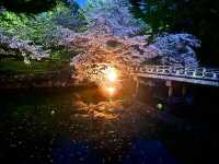 夜の奈良公園・浮見堂と鷺池