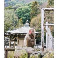 九洲大分睇馬騮