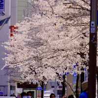 東京駅周辺の桜並木