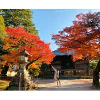 「日本奈良公園」 必看紅葉，仲有門票free哦！