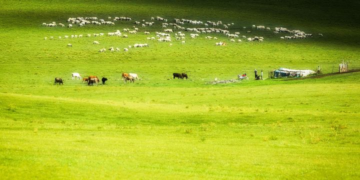 Hexigten Banner Grassland