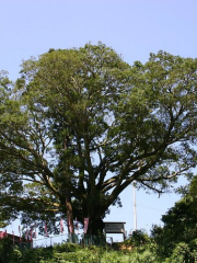 Japanese Hackberry Tree of Akabanedaishi