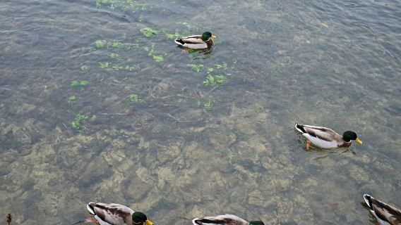 慕尼黑+貝希特斯加登國家公園+鷹巢+貝希特斯加登鹽礦一日遊