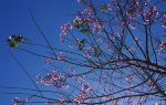 면양성세 벚꽃 유락곡
