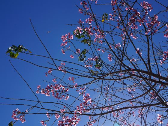 Shengshi Cherry Blossom Valley