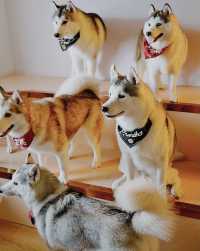 Shanghai’s Husky Experience Center