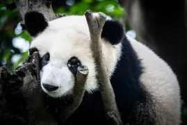 精簡指南
