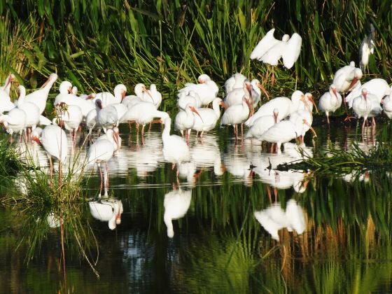 Pan'an Lake Wetland Park