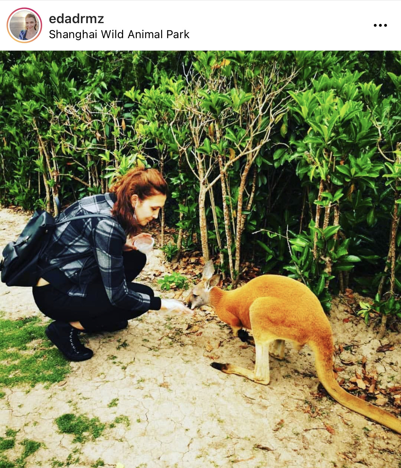 Shanghai Wild Animal Park Travel Guidebook Must Visit Attractions In Shanghai Shanghai Wild Animal Park Nearby Recommendation Trip Com